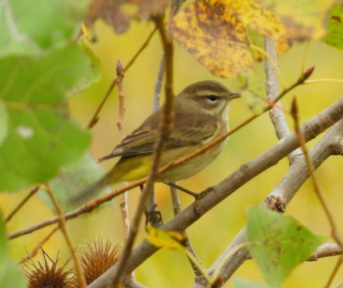 Palm Warbler - ML624119175