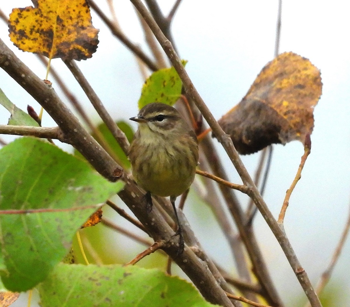 Palm Warbler - ML624119176