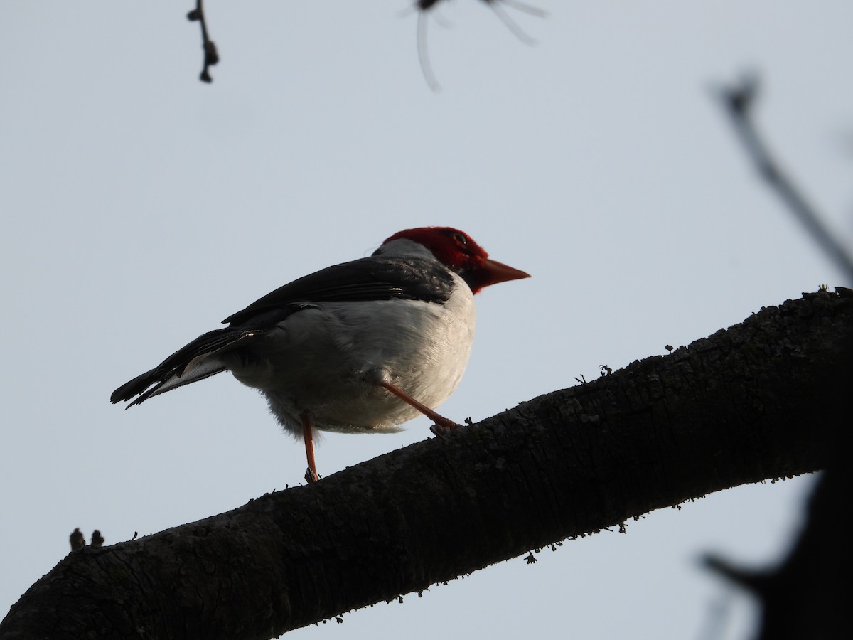 Yellow-billed Cardinal - ML624119178