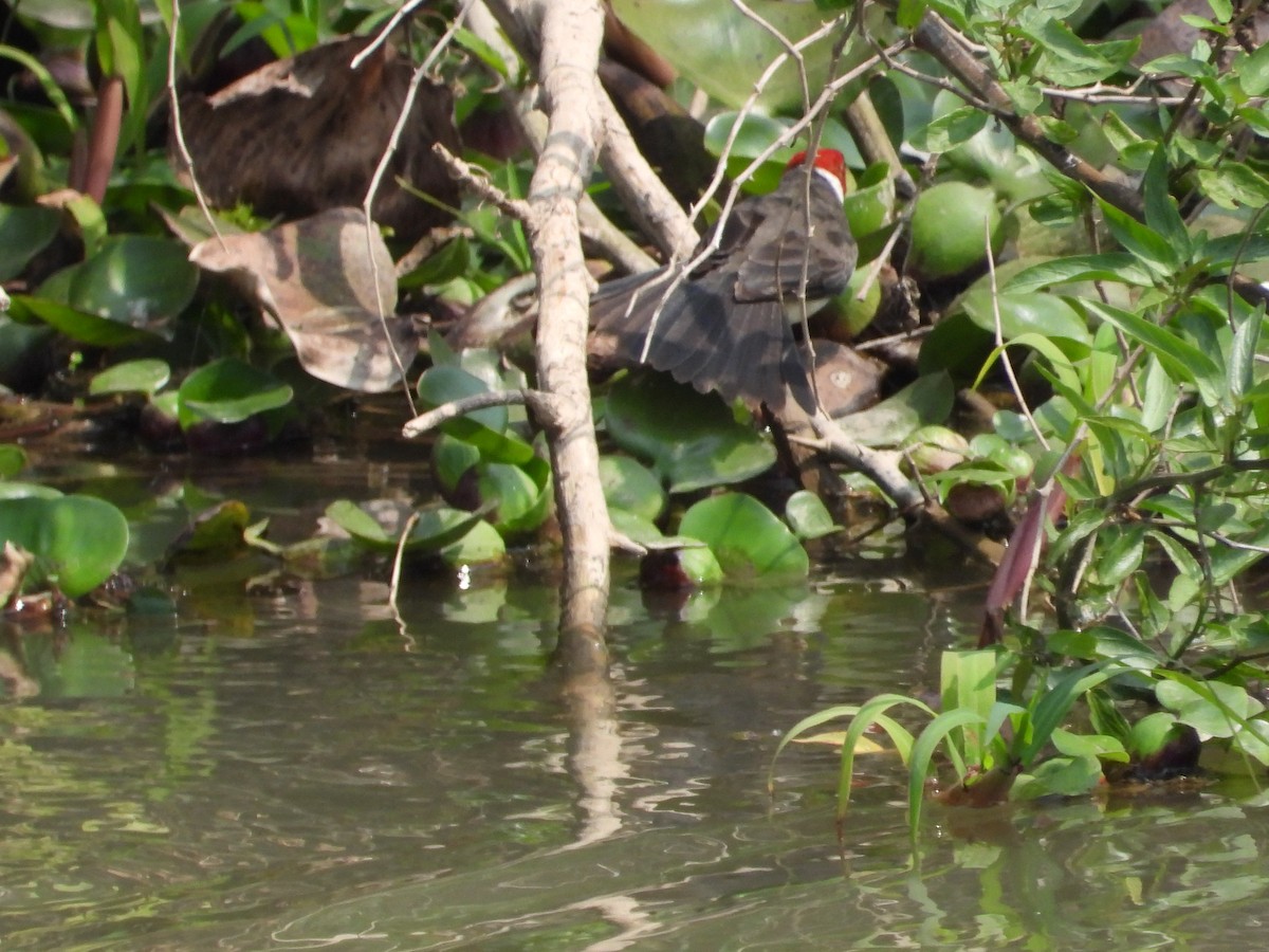 Yellow-billed Cardinal - ML624119179