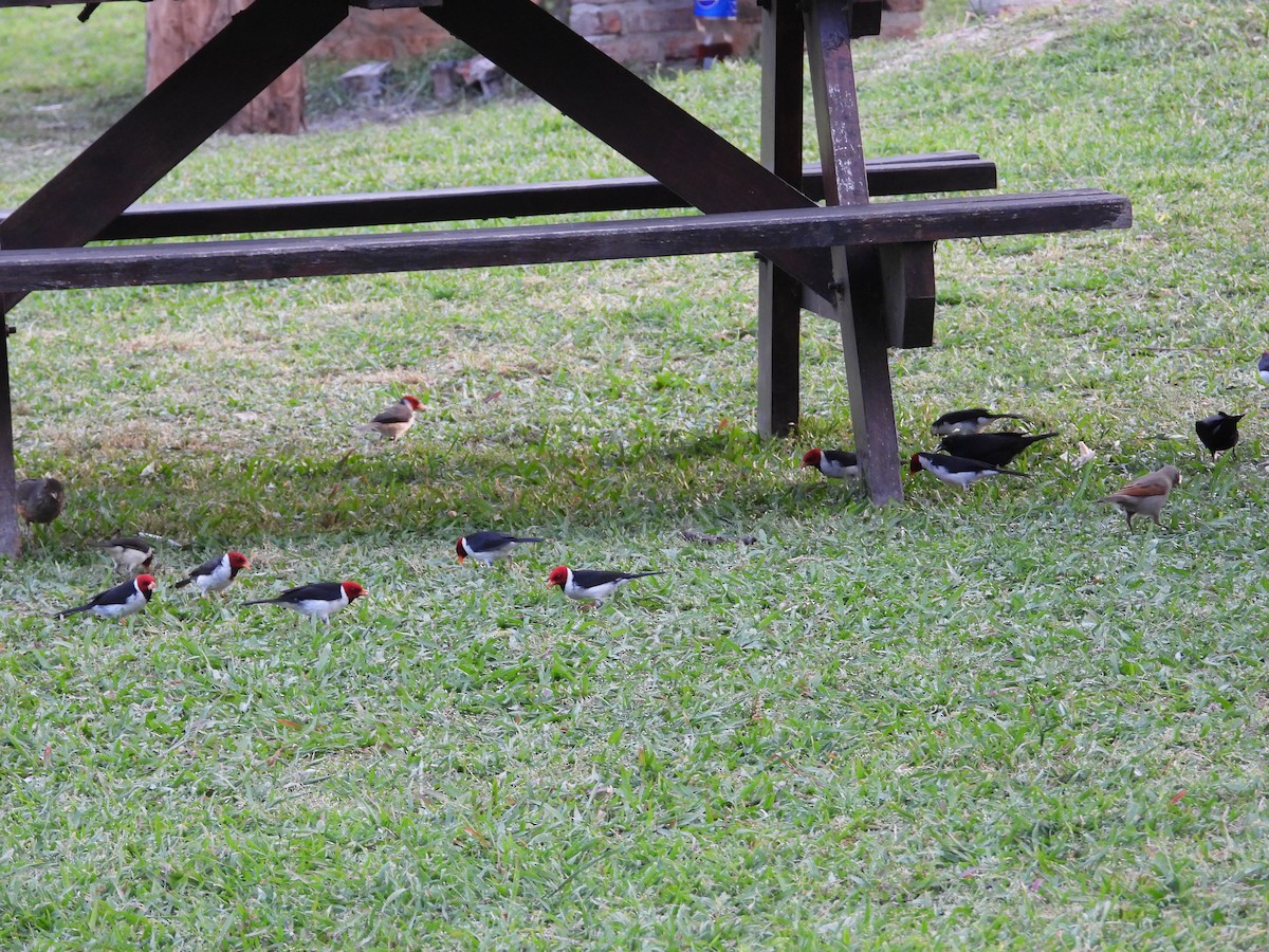 Yellow-billed Cardinal - ML624119180