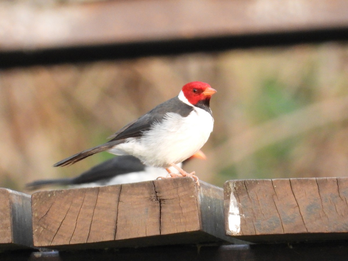 Yellow-billed Cardinal - Mónica  Cobelli