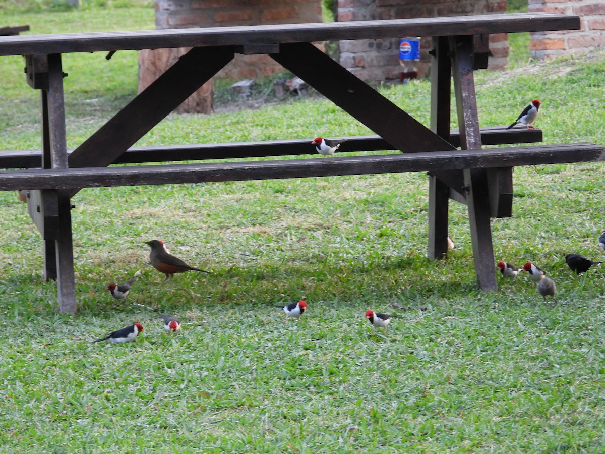 Yellow-billed Cardinal - ML624119183