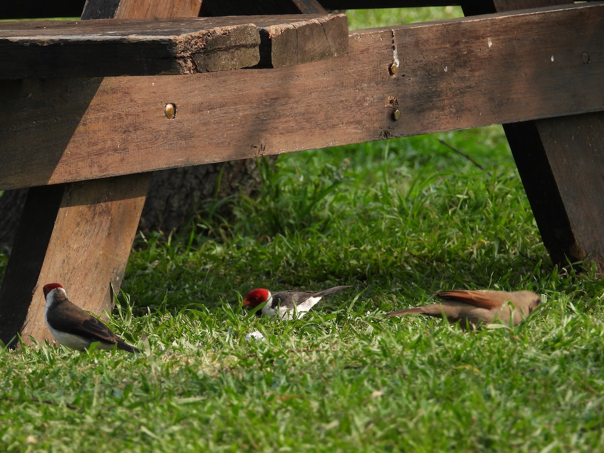 Yellow-billed Cardinal - ML624119184