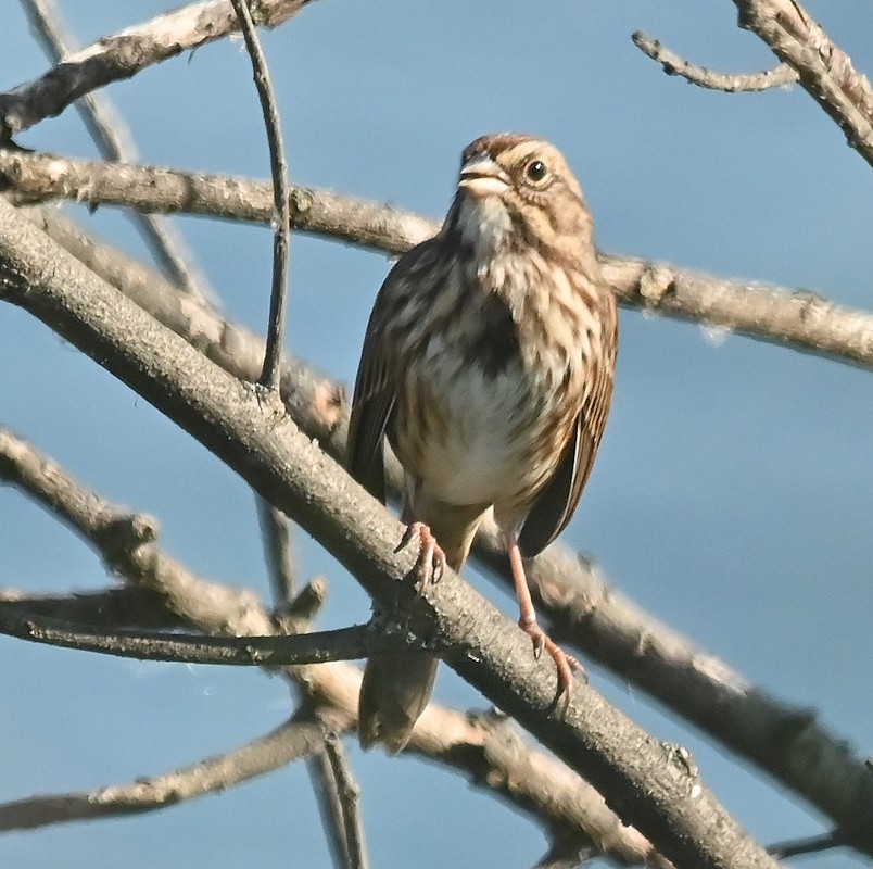 Song Sparrow - ML624119185