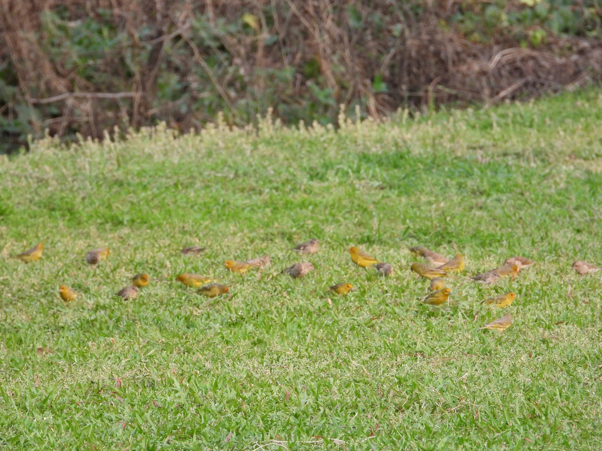 Saffron Finch - ML624119196