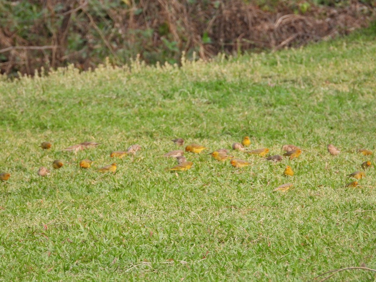 Saffron Finch - ML624119198