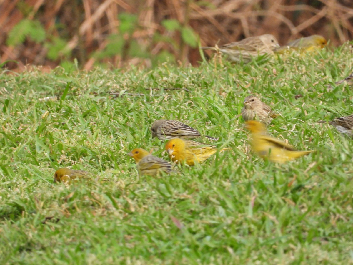 Saffron Finch - ML624119200