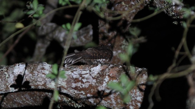 Ocellated Poorwill - ML624119219