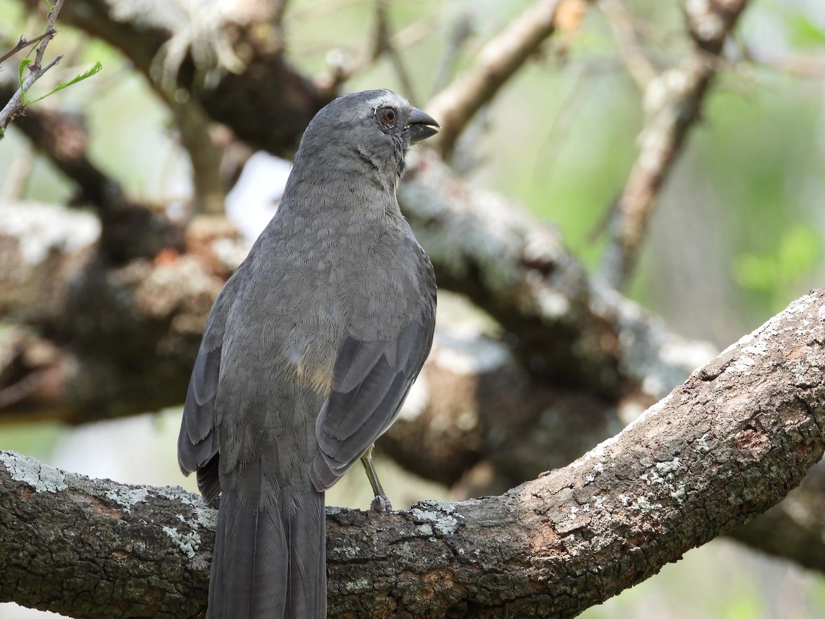 Bluish-gray Saltator - ML624119225