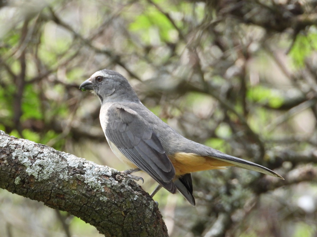 Bluish-gray Saltator - ML624119227