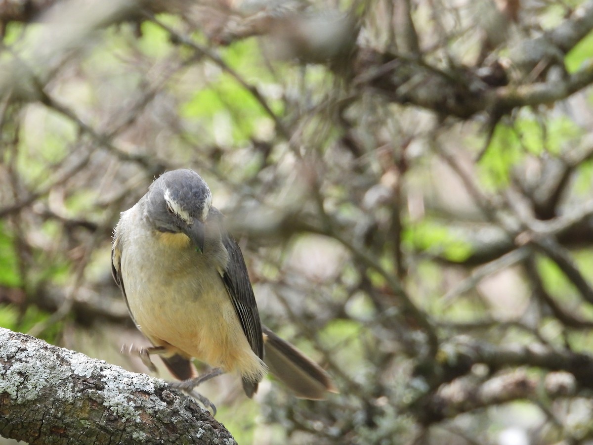 Bluish-gray Saltator - Mónica  Cobelli