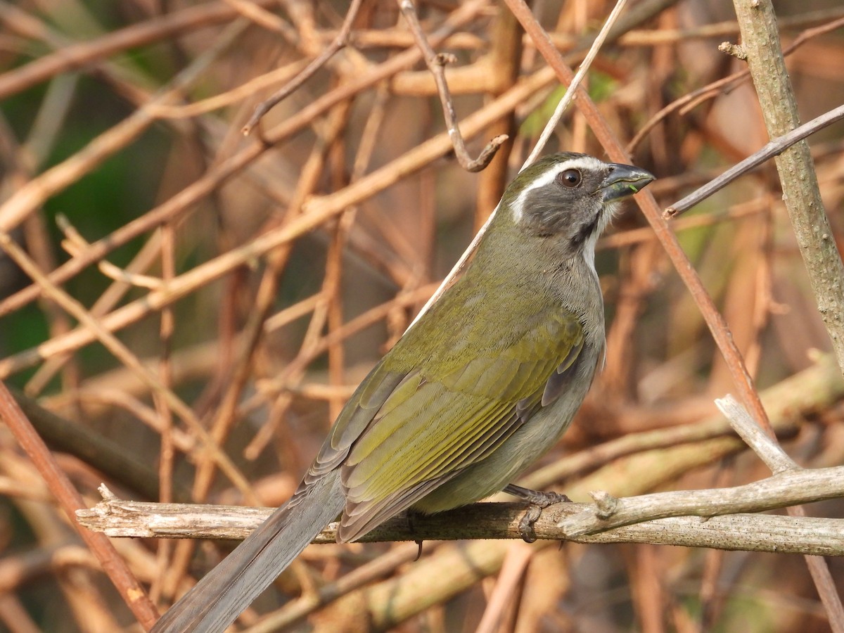 Green-winged Saltator - ML624119242