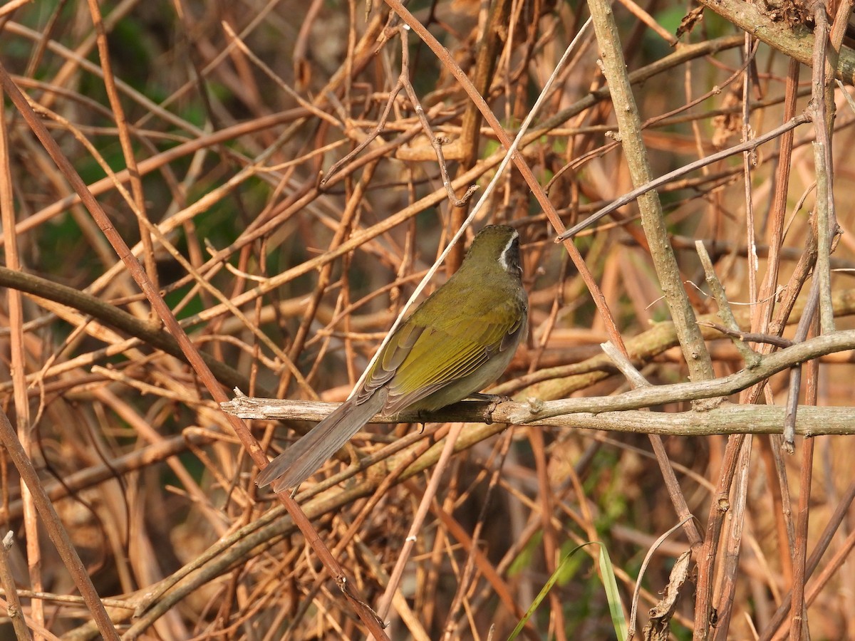 Green-winged Saltator - ML624119243