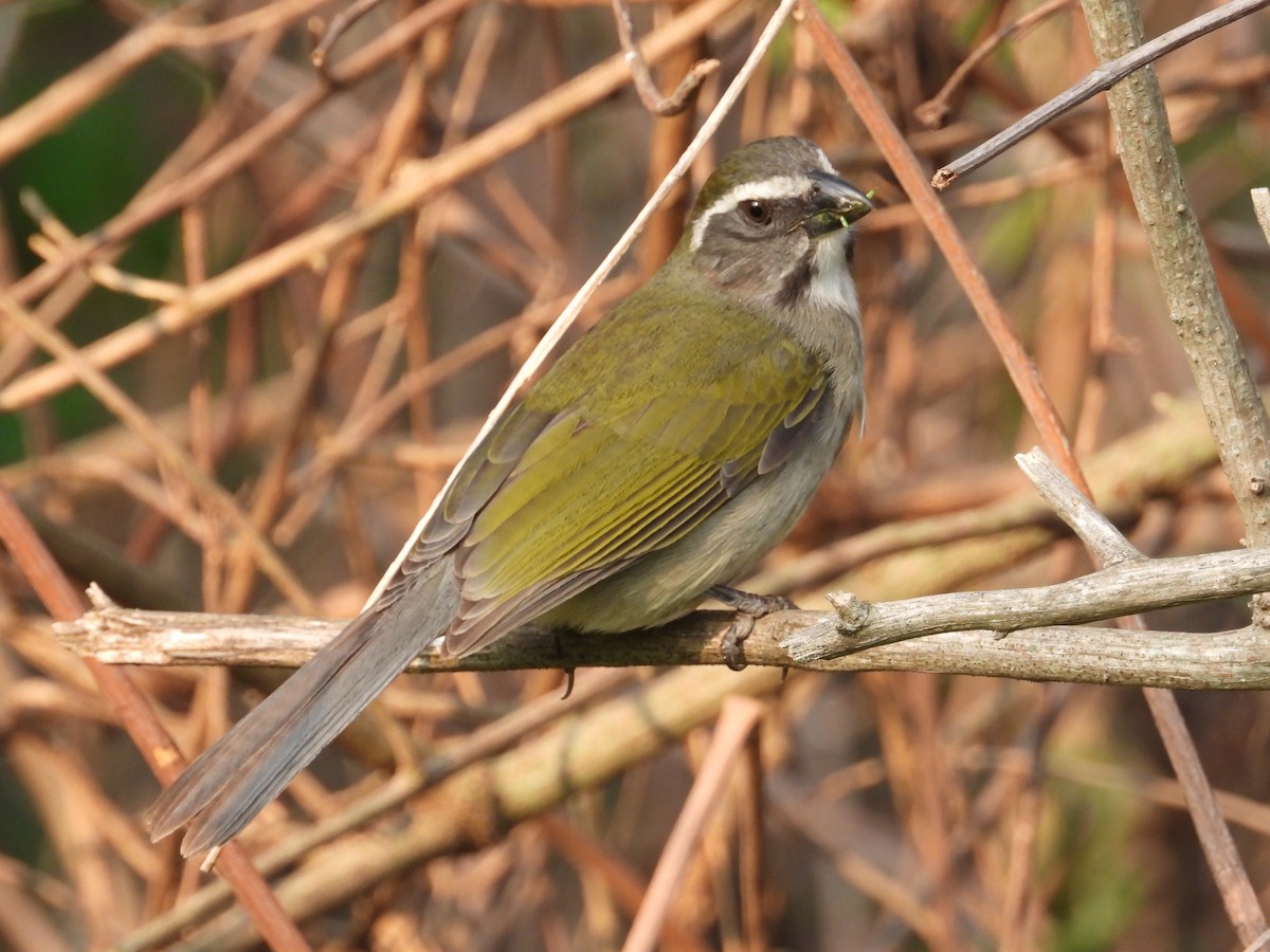 Green-winged Saltator - ML624119244