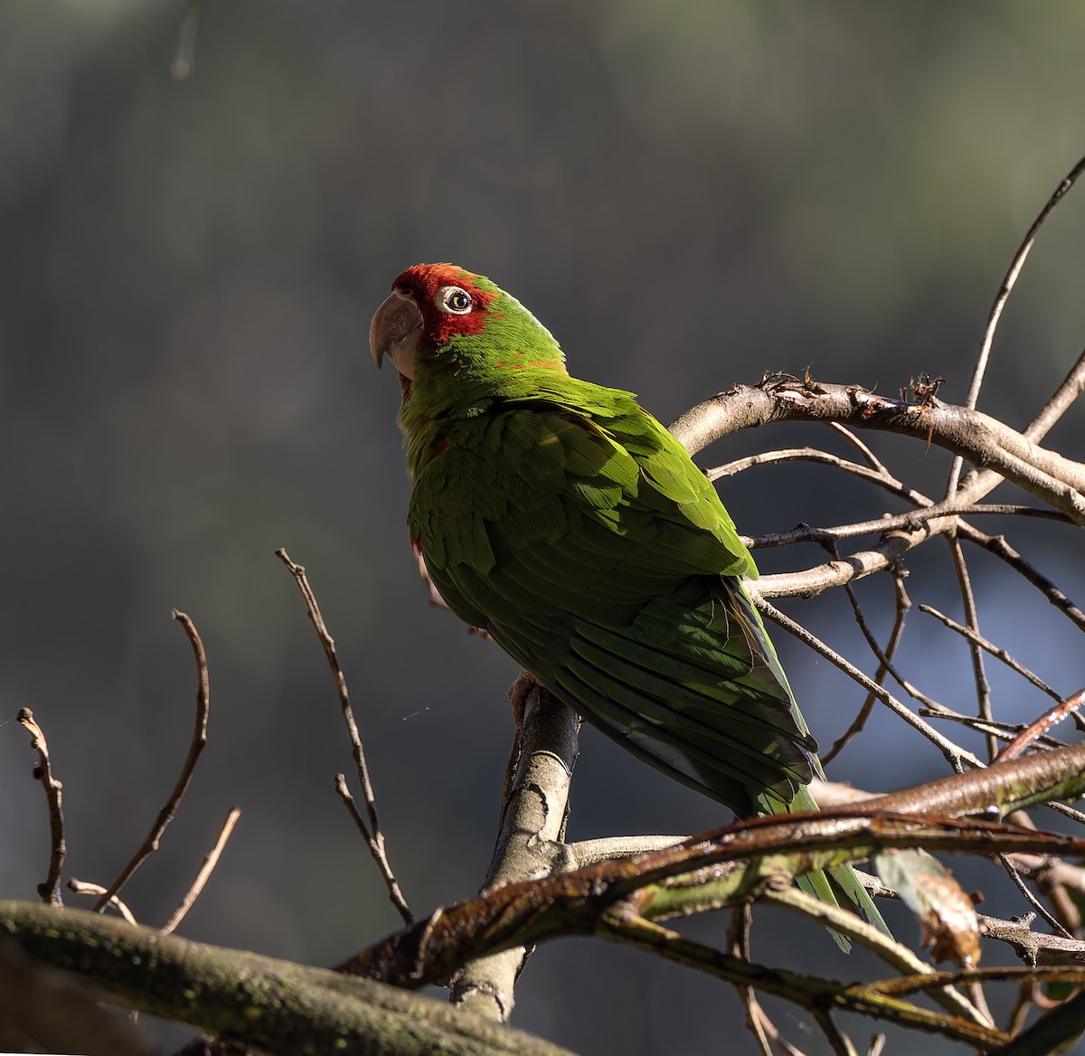 Red-masked Parakeet - ML624119247