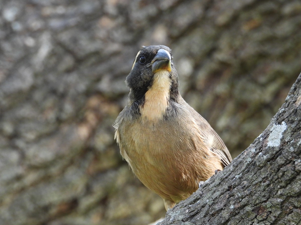 Golden-billed Saltator - ML624119266