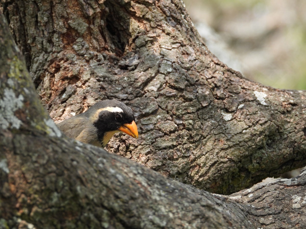 Golden-billed Saltator - Mónica  Cobelli