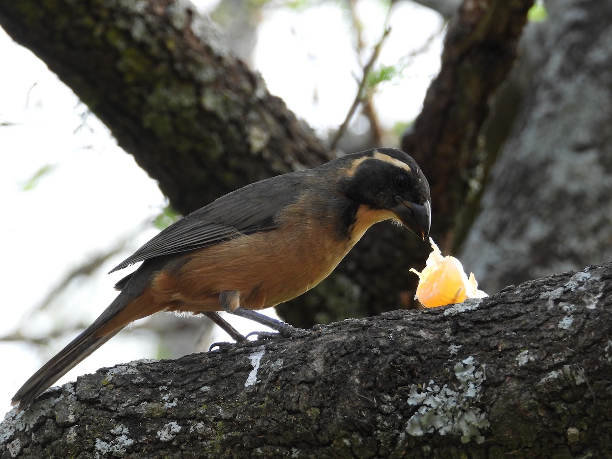 Golden-billed Saltator - Mónica  Cobelli