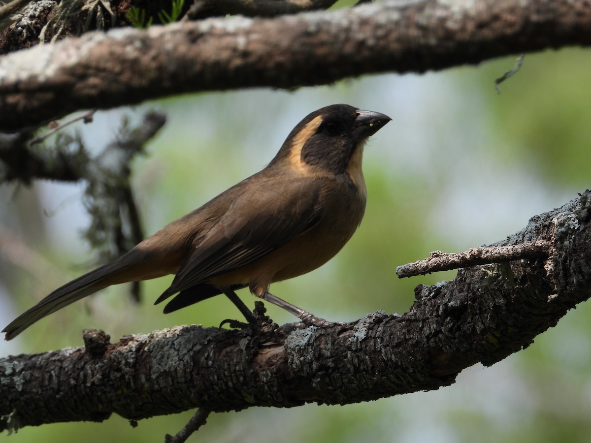 Golden-billed Saltator - ML624119269