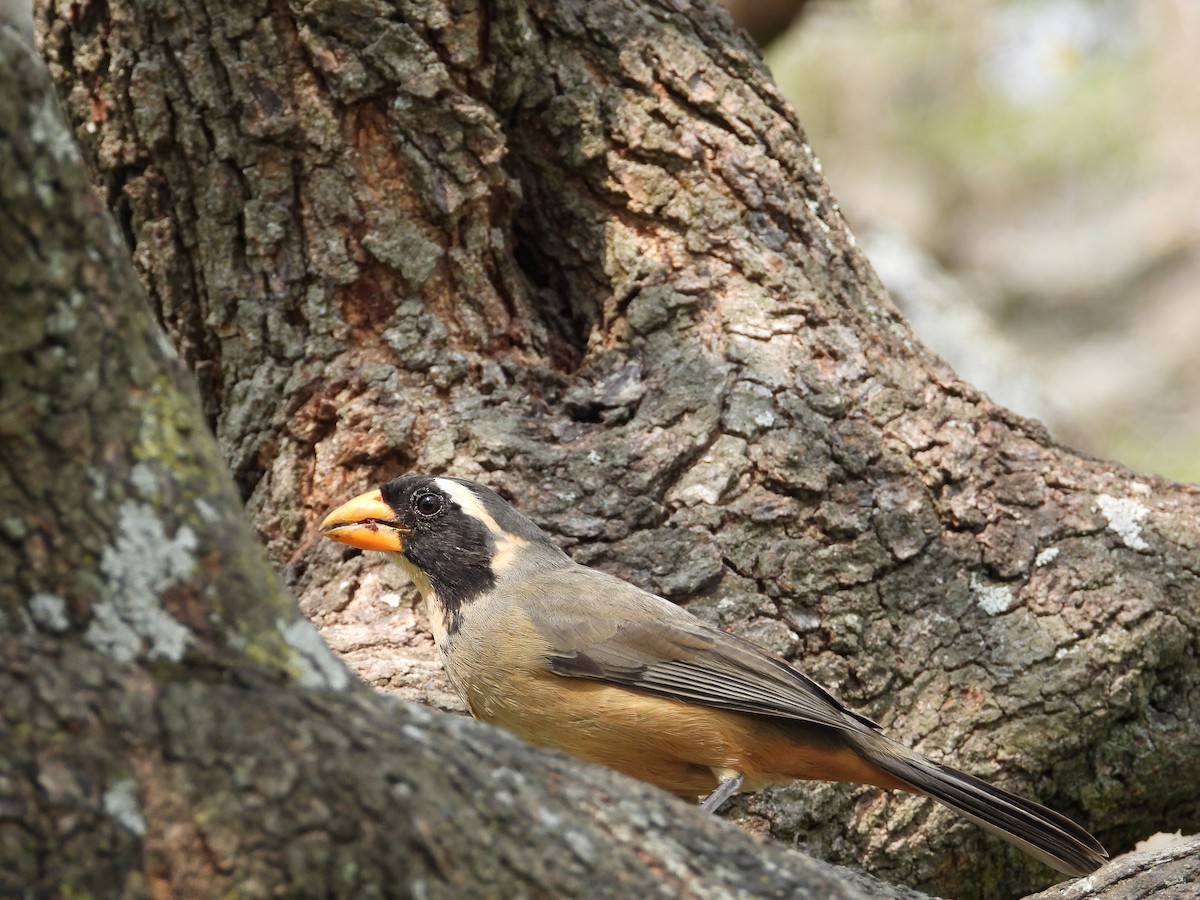 Golden-billed Saltator - ML624119270