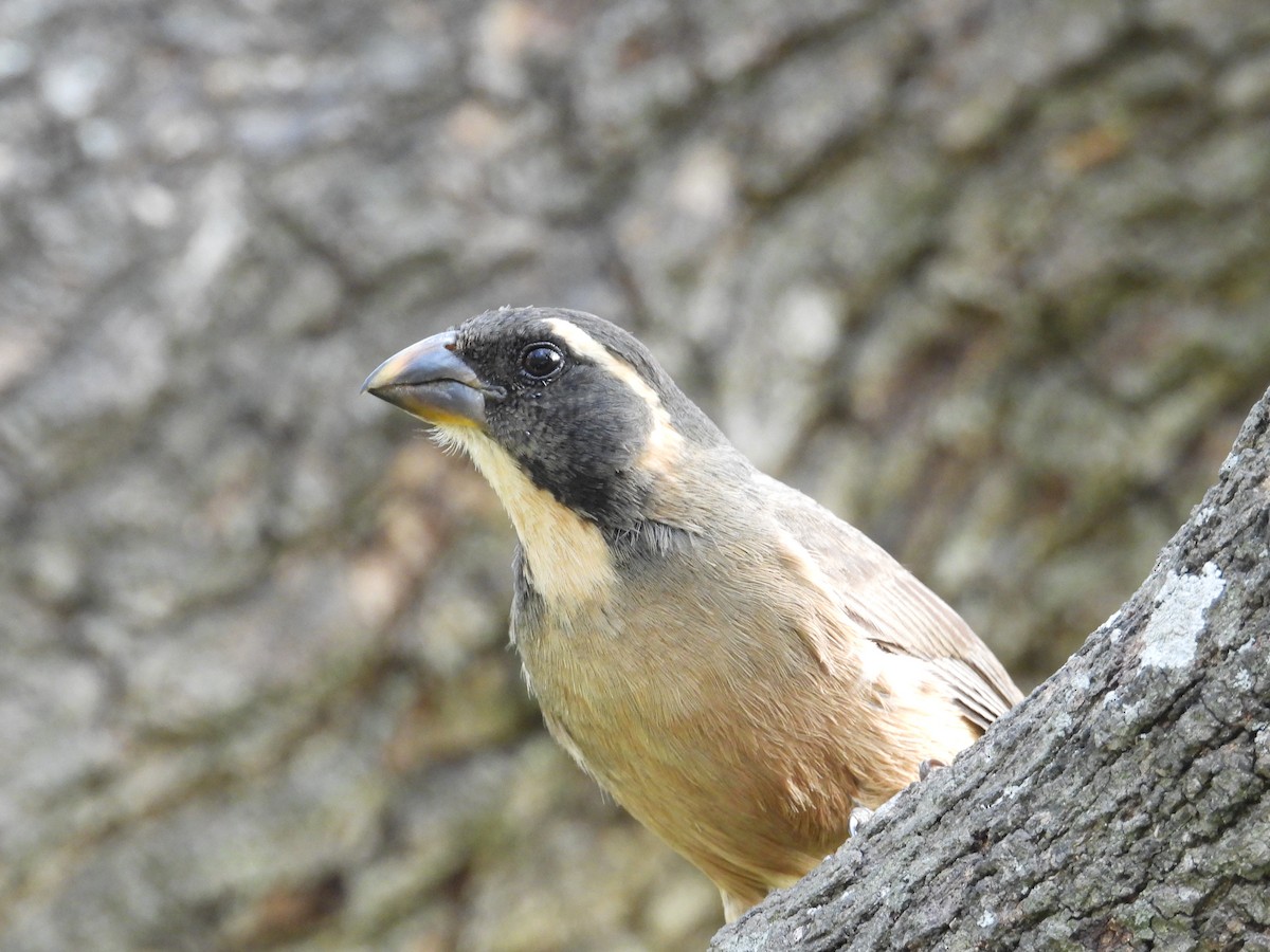 Golden-billed Saltator - ML624119271