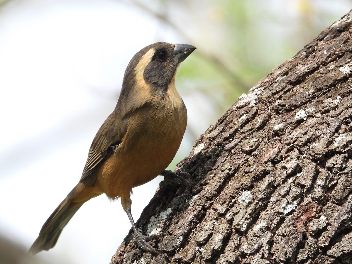 Golden-billed Saltator - ML624119274