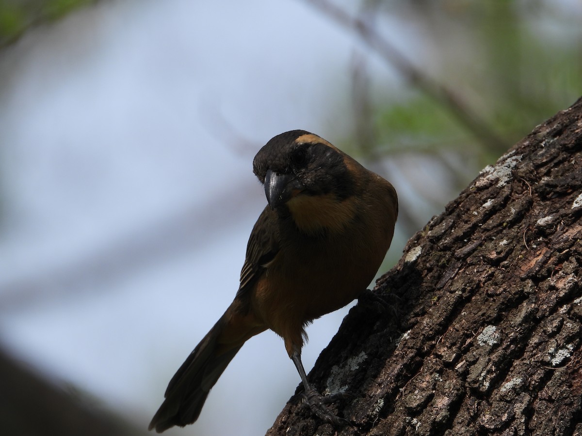 Golden-billed Saltator - ML624119276