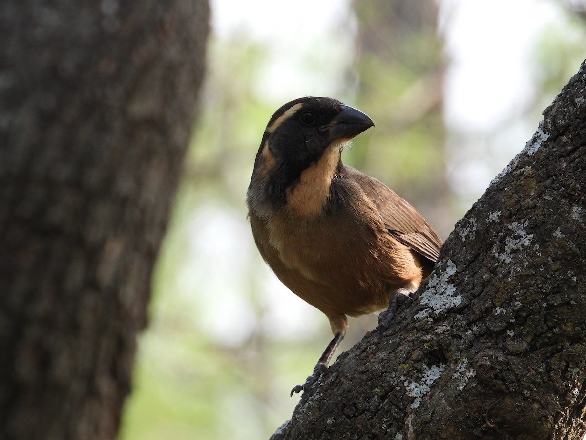 Golden-billed Saltator - ML624119277