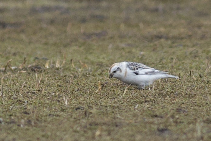 Snow/McKay's Bunting - ML624119284