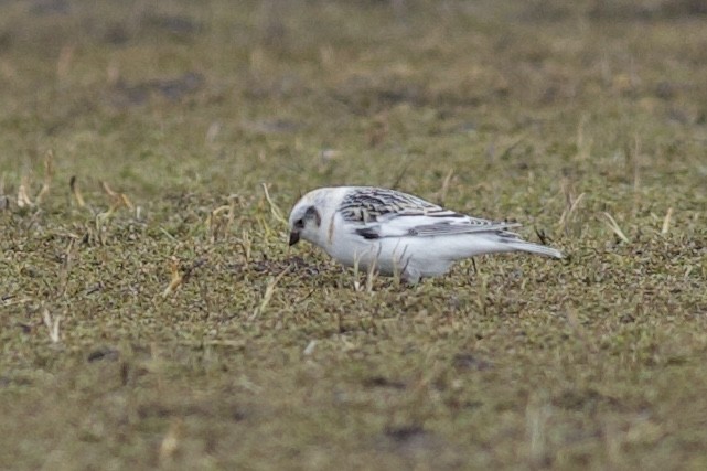 Snow/McKay's Bunting - ML624119286