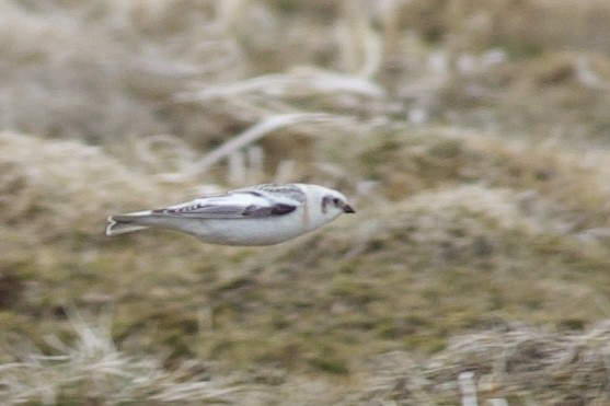 Snow/McKay's Bunting - ML624119287