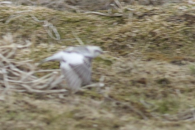 Snow/McKay's Bunting - ML624119288