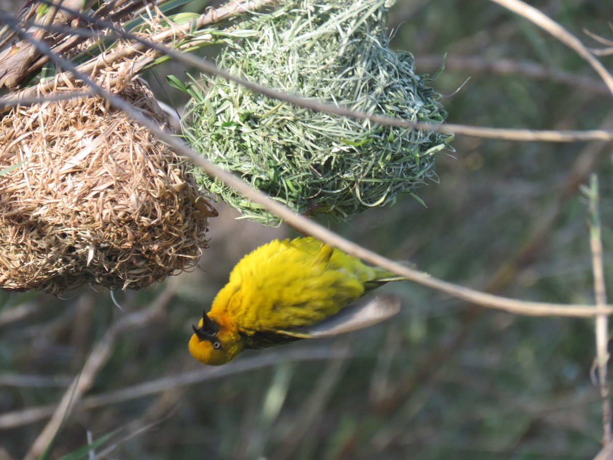 Cape Weaver - Gareth Bain