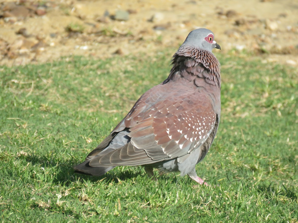 Paloma de Guinea - ML624119291