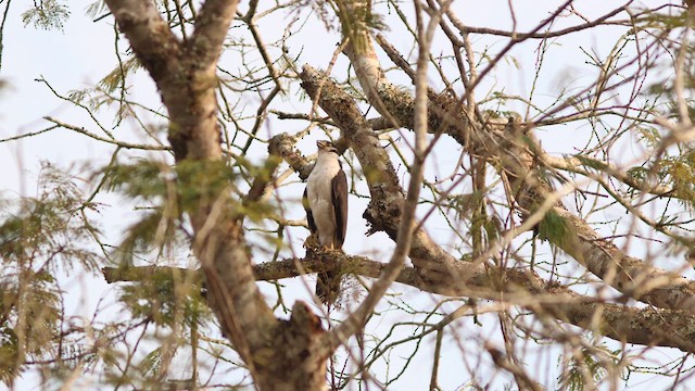 Collared Forest-Falcon - ML624119315