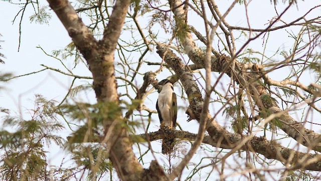 Collared Forest-Falcon - ML624119326