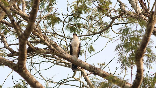 Collared Forest-Falcon - ML624119334