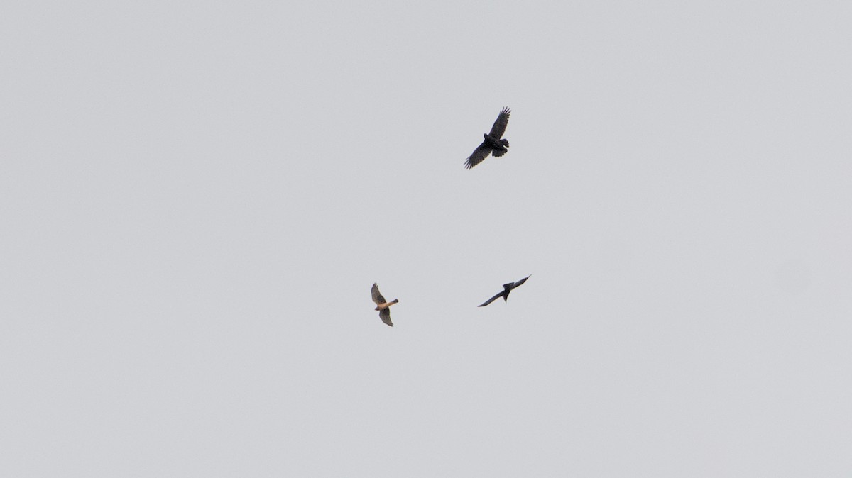 Northern Harrier - ML624119351