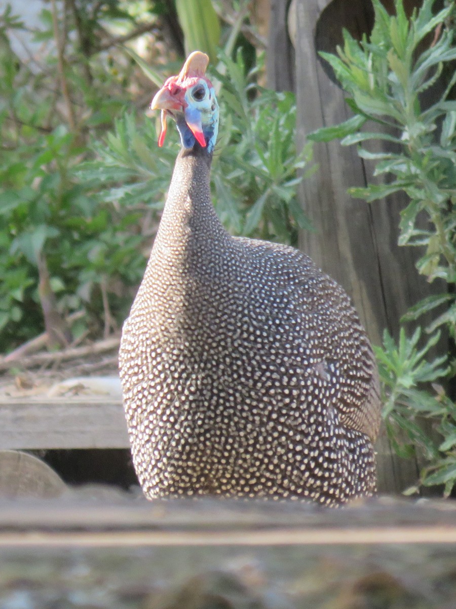 Helmeted Guineafowl (Tufted) - ML624119355