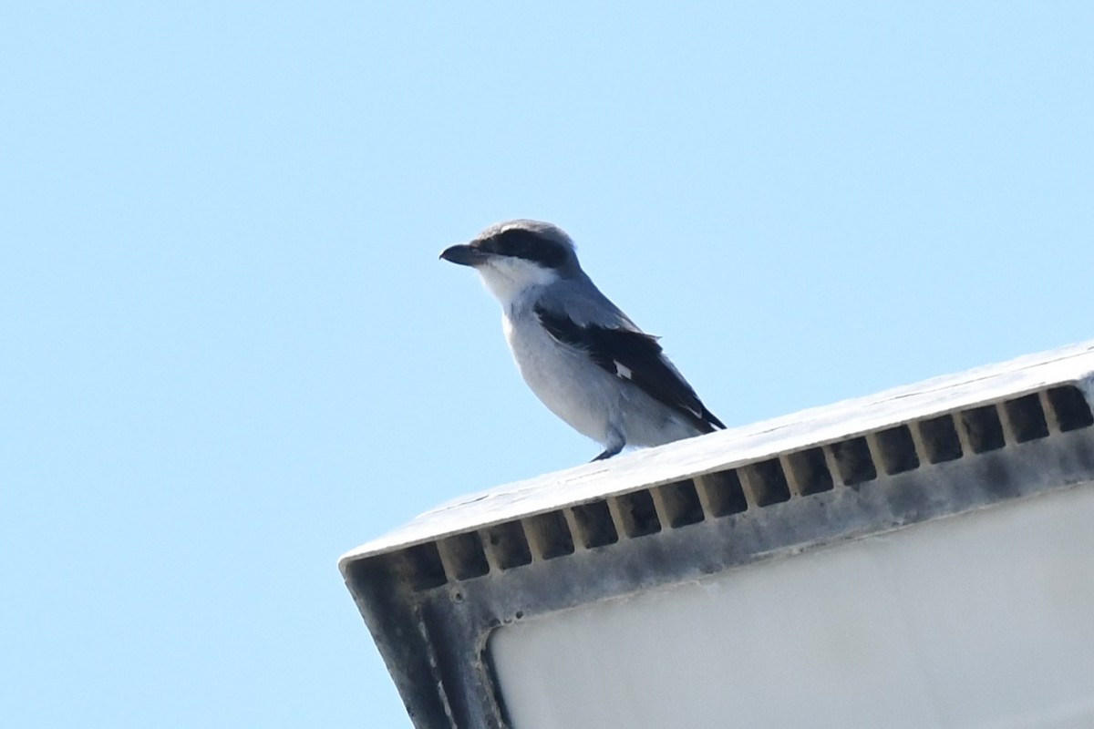 Loggerhead Shrike - Wendy N