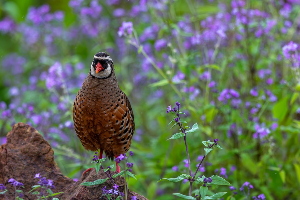 Painted Bush-Quail - ML624119392