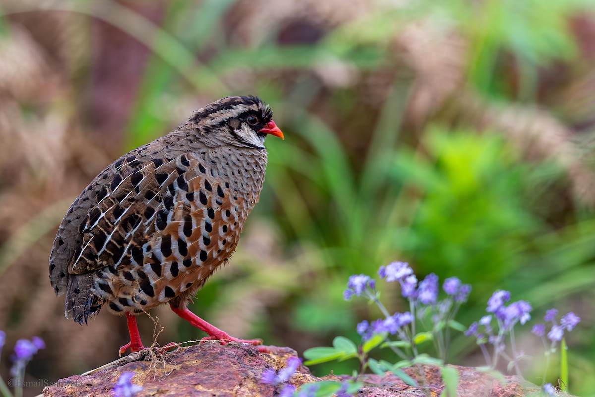 Painted Bush-Quail - ML624119393