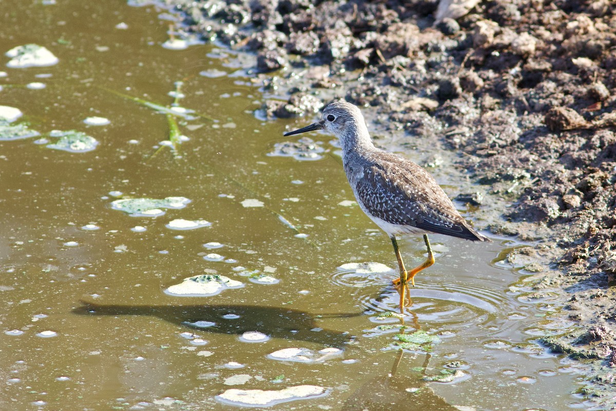 Lesser Yellowlegs - ML624119399