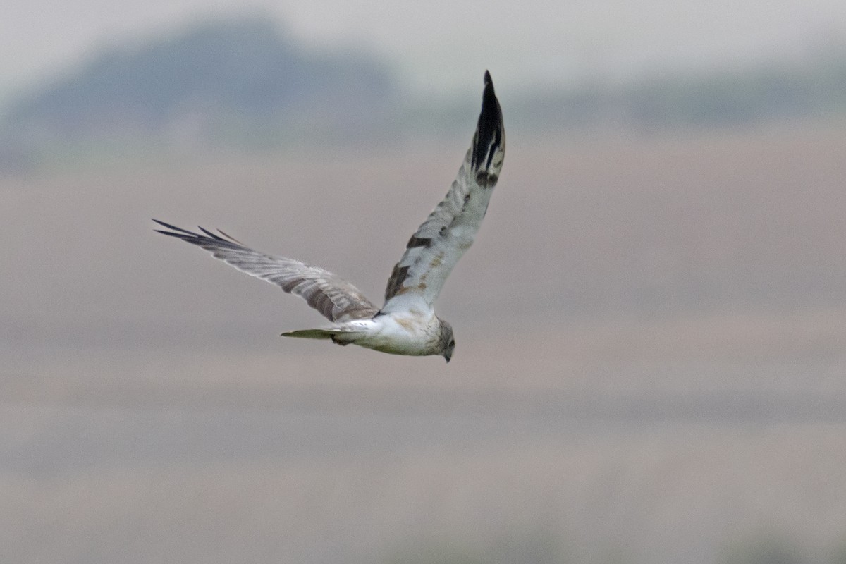 Pallid Harrier - Maties Rebassa