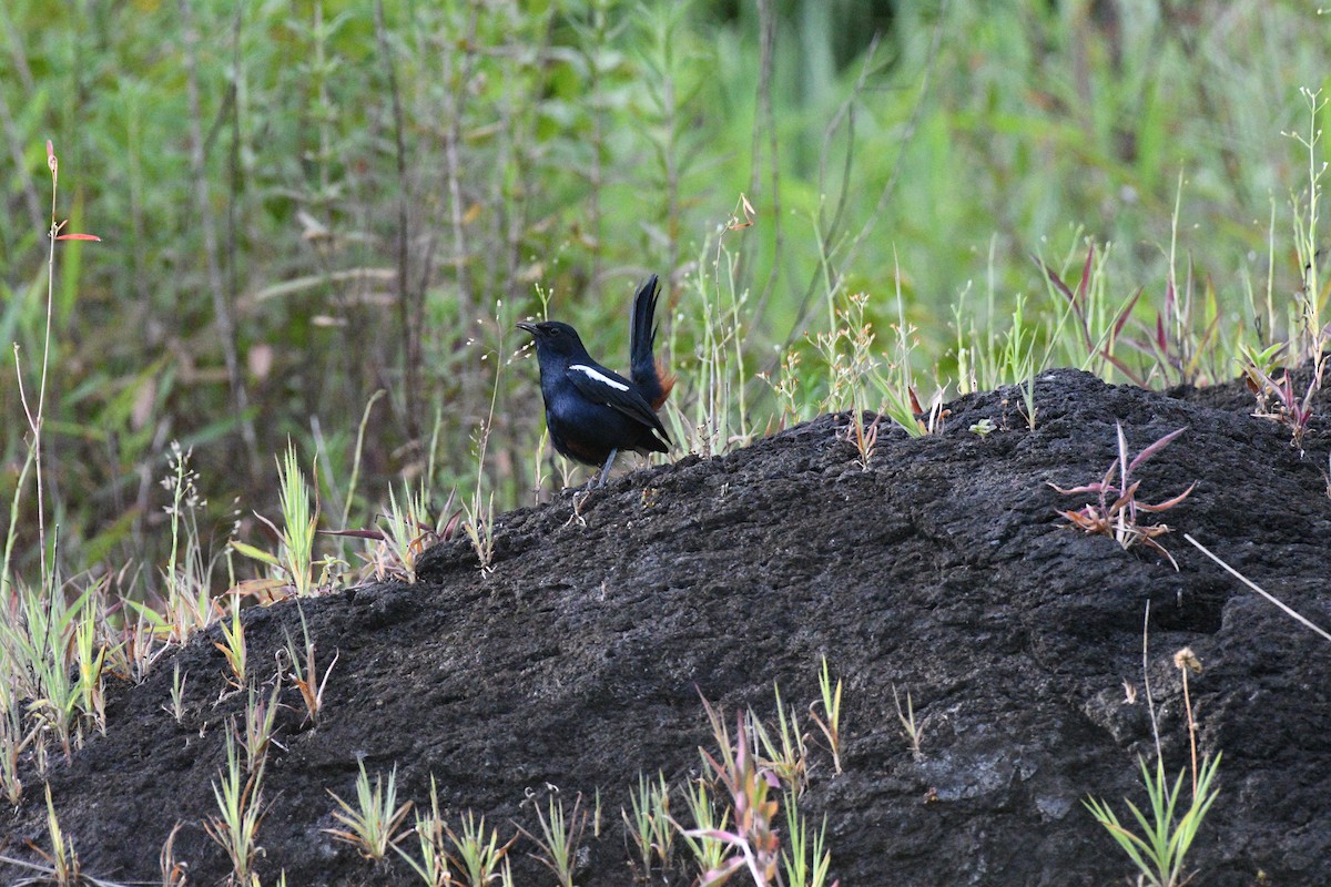 Indian Robin - ML624119408