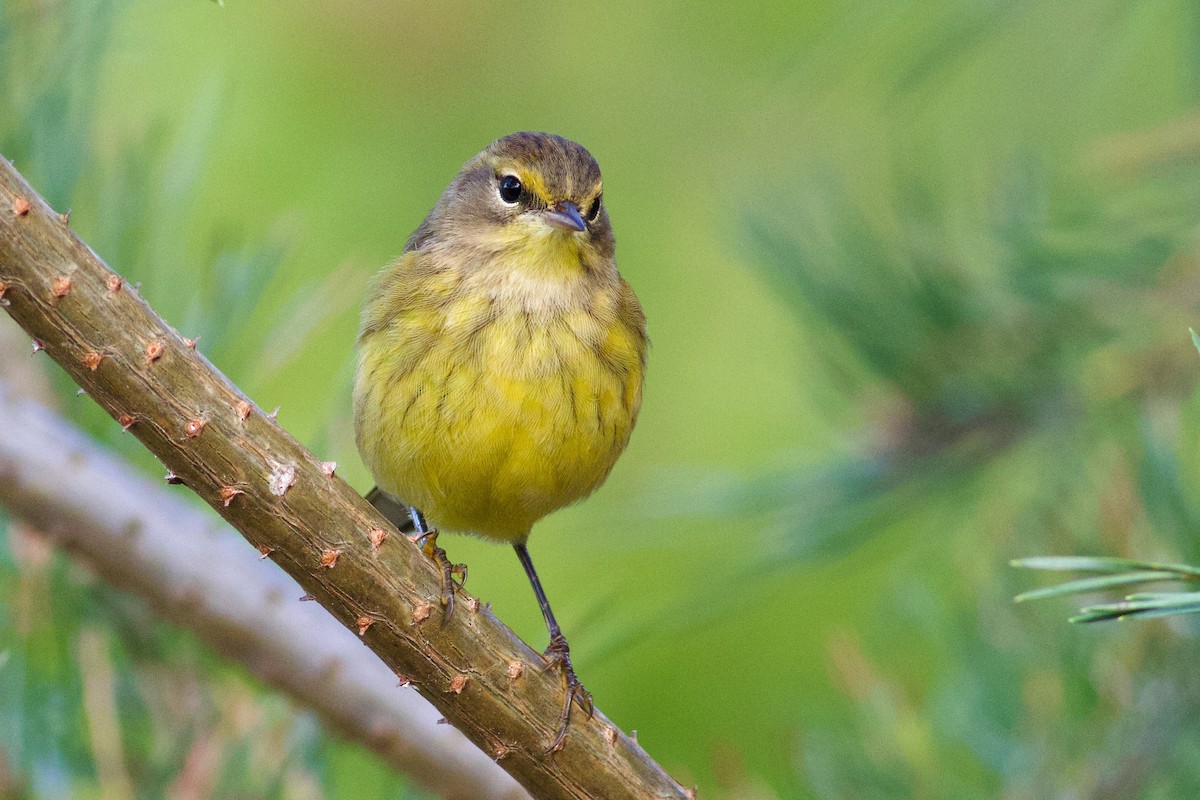 Palm Warbler (Yellow) - ML624119412