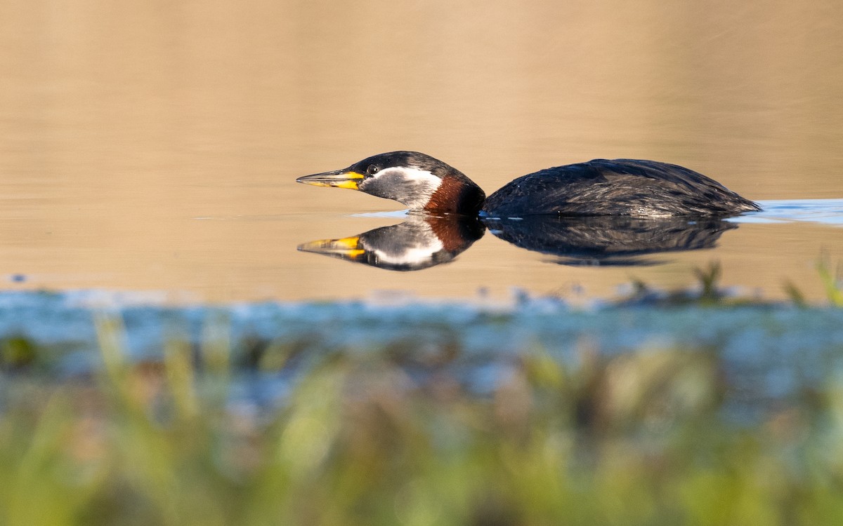 Red-necked Grebe - Serge Horellou