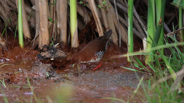 Red-and-white Crake - ML624119431