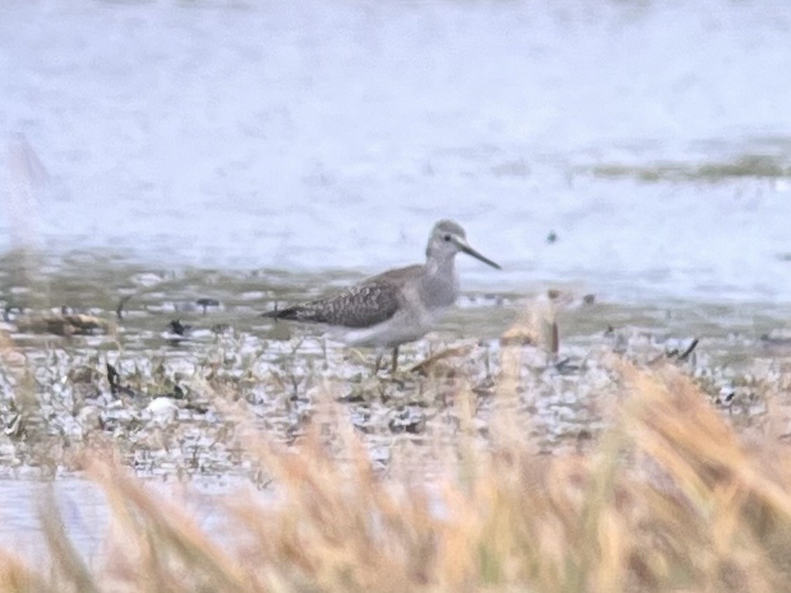Lesser Yellowlegs - ML624119454
